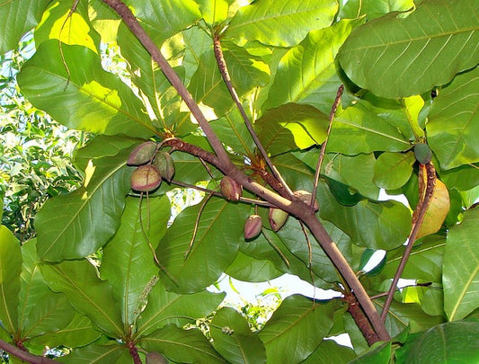 Javanese Almond Tree: Unlocking the Secrets to Its Health Benefits and Unique Cultivation Tips