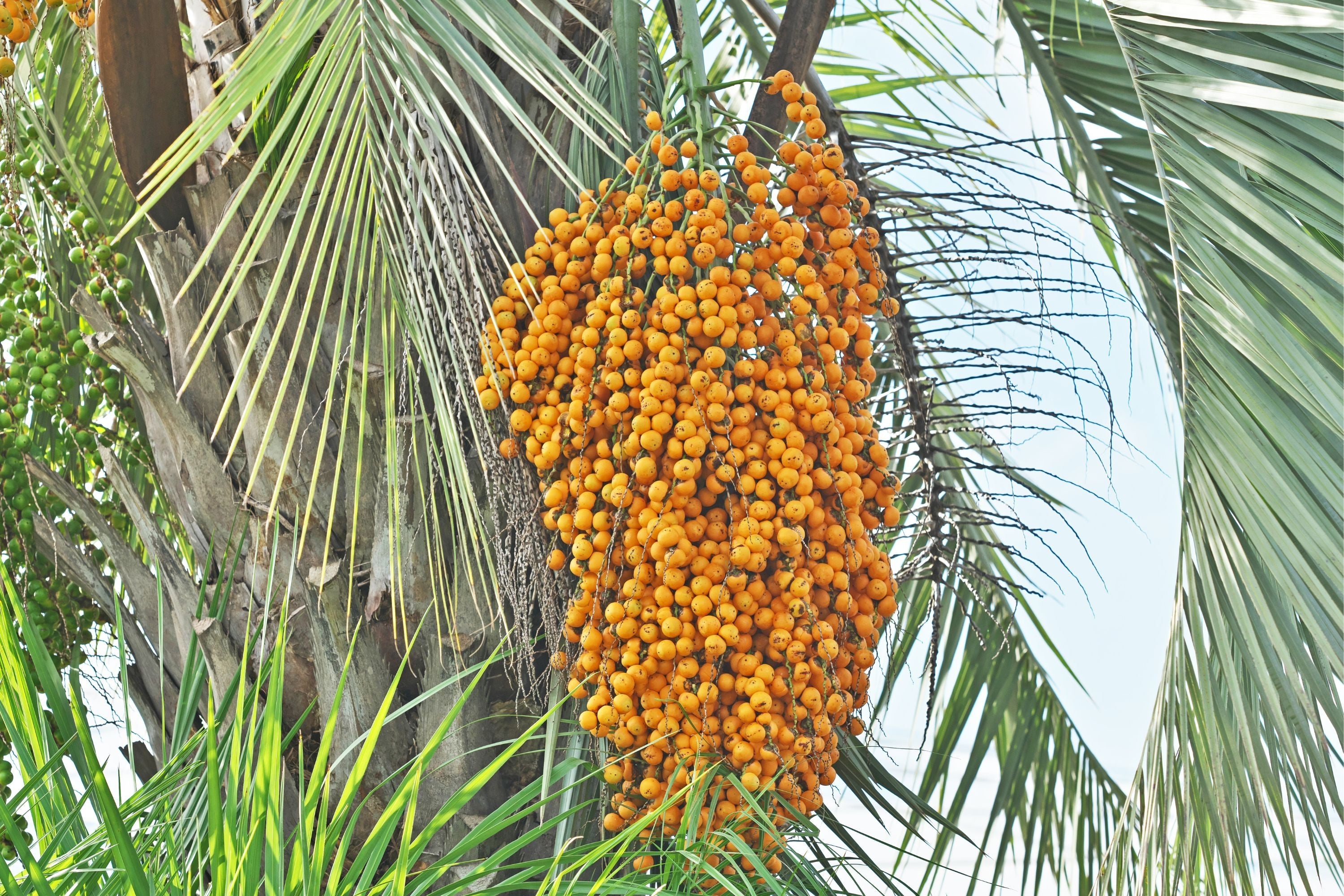Jelly Palm Tree: The Ultimate Guide to Cultivating Nature’s Delicious ...