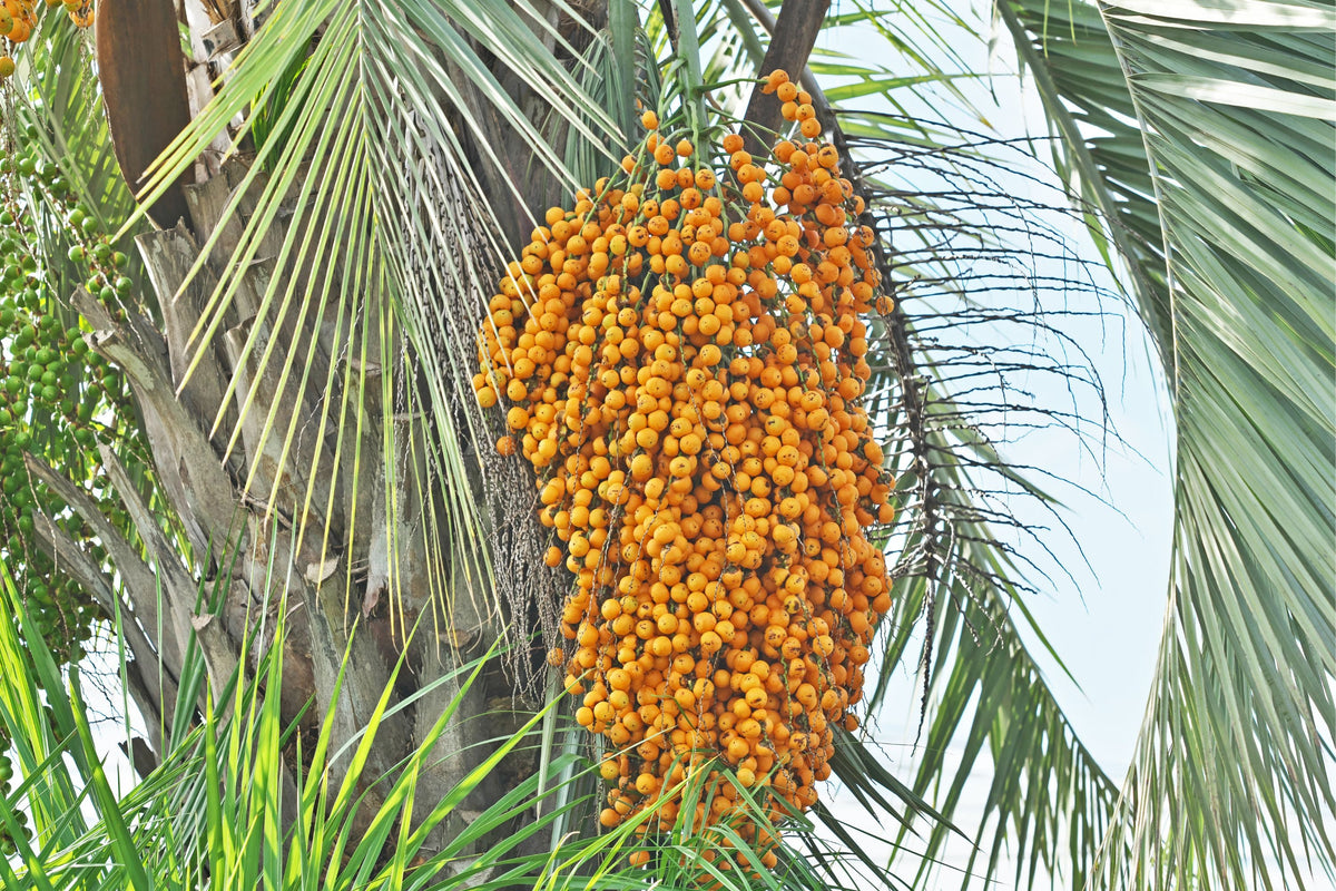 Jelly Palm Tree: The Ultimate Guide to Growing Butia Capitata