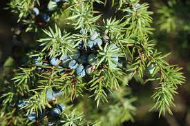Juniper Tree: Unlocking the Mystical Benefits and Secrets of Nature's Enigmatic Evergreen