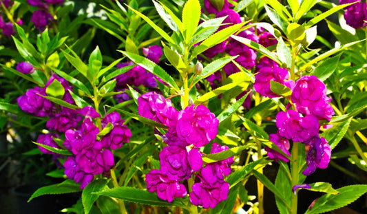 Kachnar Tree: Edible Blossoms, Health Benefits, and Ornamental Wonder