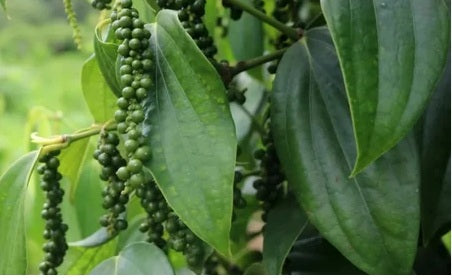 Kali Mirch Tree Revealing the Spicy Secrets and Incredible Benefits of Natures Black Gold