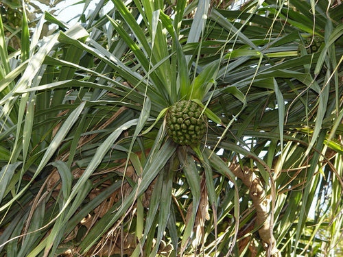 Kashid Tree