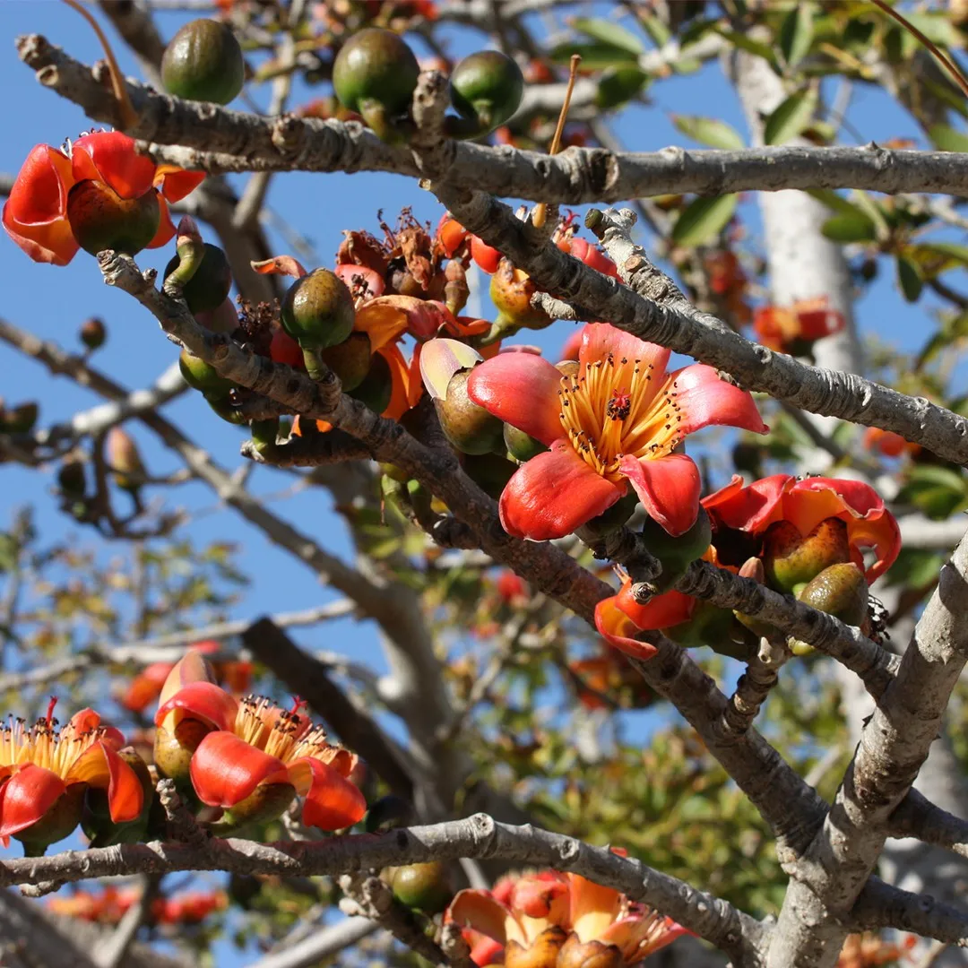 Kas Tree Katesawer Tree: Unearthing the Hidden Marvels of Nature’s Resilient He ...
