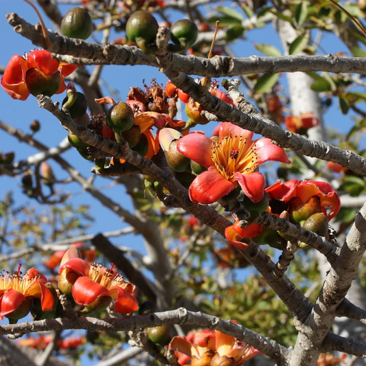 Katesawer Tree: Unearthing the Hidden Marvels of Nature’s Resilient Healer and Eco-Friendly Powerhouse