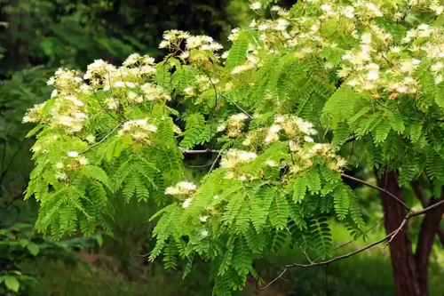 Keshiya Sayma Tree