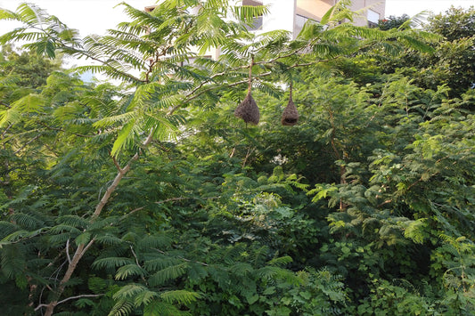 Khair Tree: Stately Canopy of Arid Ecosystems