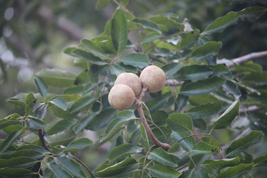 Khaya Tree: Unlocking the Majestic Secrets of Nature’s Timber Giant and Healing Marvel