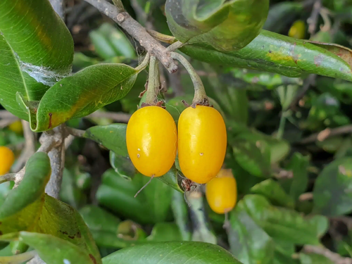 Khirni Tree