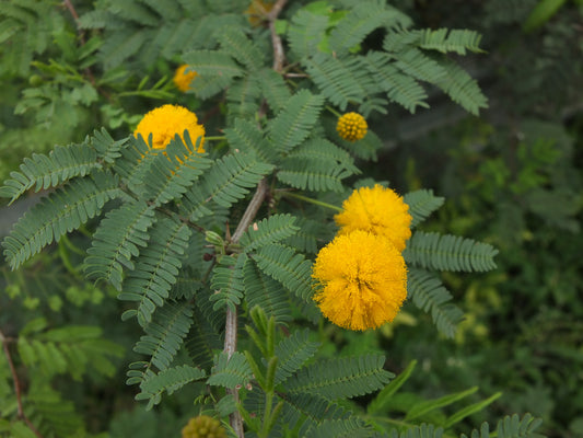 Kikar Tree: The Nature's Fortress