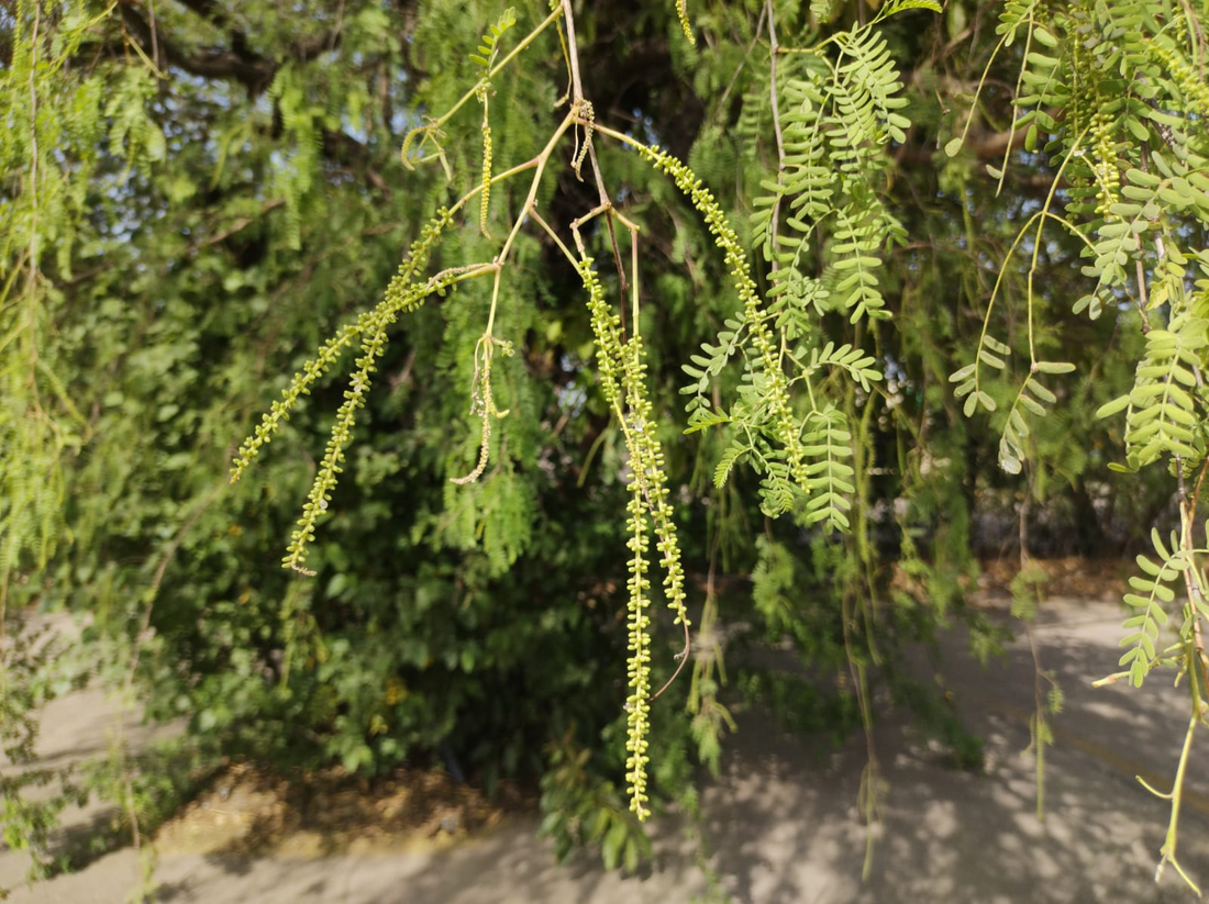 Kiryer Tree: Unlocking the Hidden Secrets of Nature’s Ancient Healer and Sustainable Marvel