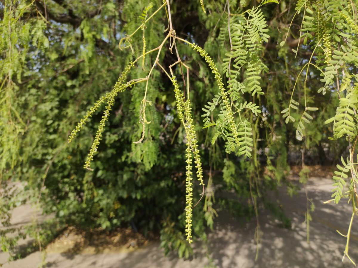 Kiryer Tree: Ancient Healer & Sustainable Desert Marvel