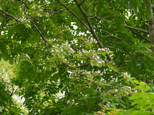 Kurchi Tree (Ivory Tree): India’s Forgotten Healing Gem 🌿