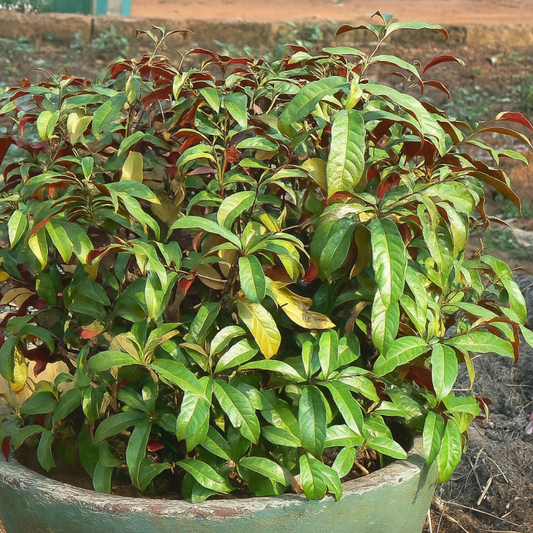 Laila Majnu Plant: India's Hidden Ecological Powerhouse