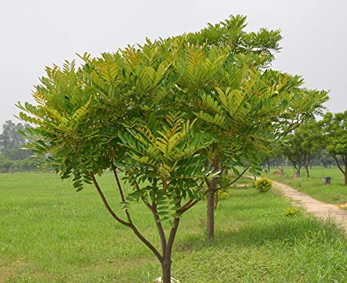 Laxmi Taru Tree: Revealing the Secrets of Natures Green Treasure for Health Sustainability and Abundance