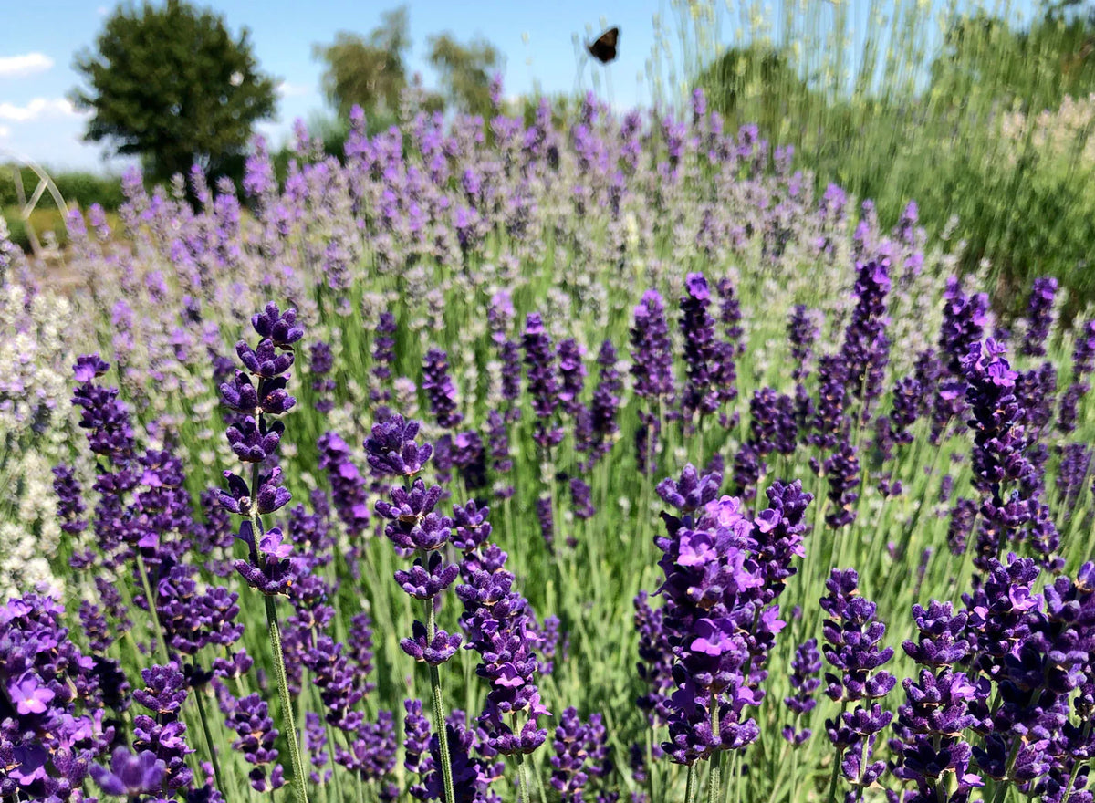 Lavender: Soothing Fragrance, Wellness Wonder & Garden Beauty