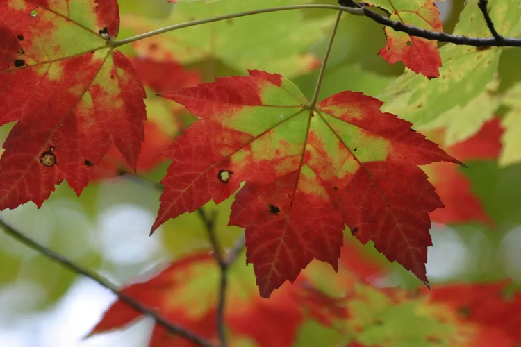 Maple Tree Magic: Discover the Secrets to Growing Vibrant Maple Trees ...