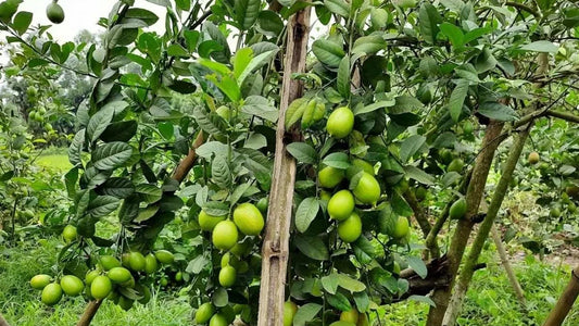 Lemon Tree: Contribution to Biodiversity in Fruit Forestry