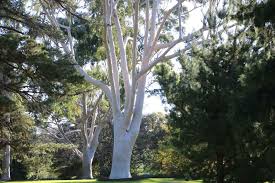 Lemon Eucalyptus Tree