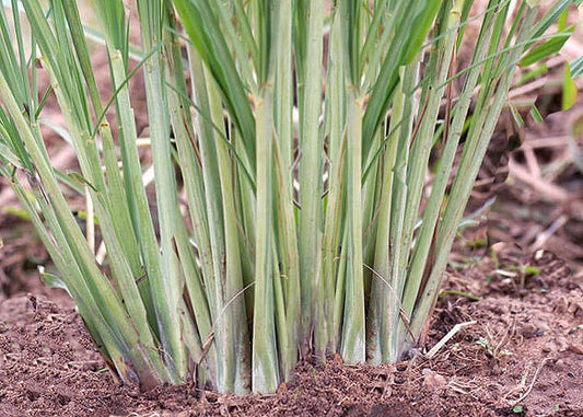 Lemongrass: Zesty Herb, Medicinal Uses, and Garden Gem