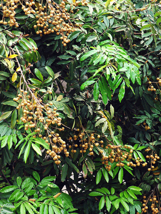 Wampi Tree: Unlocking the Secrets of Nature's Superfruit for Health and Wellness