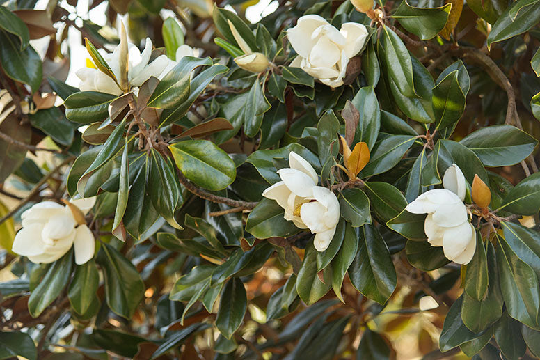Southern Magnolia Tree: The Timeless Beauty and Benefits