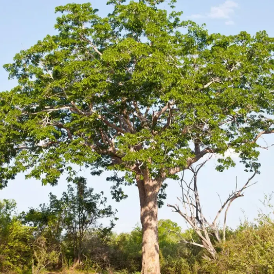 Congo Mahogany Tree: The Ultimate Guide to Its Beauty, Benefits, and Conservation