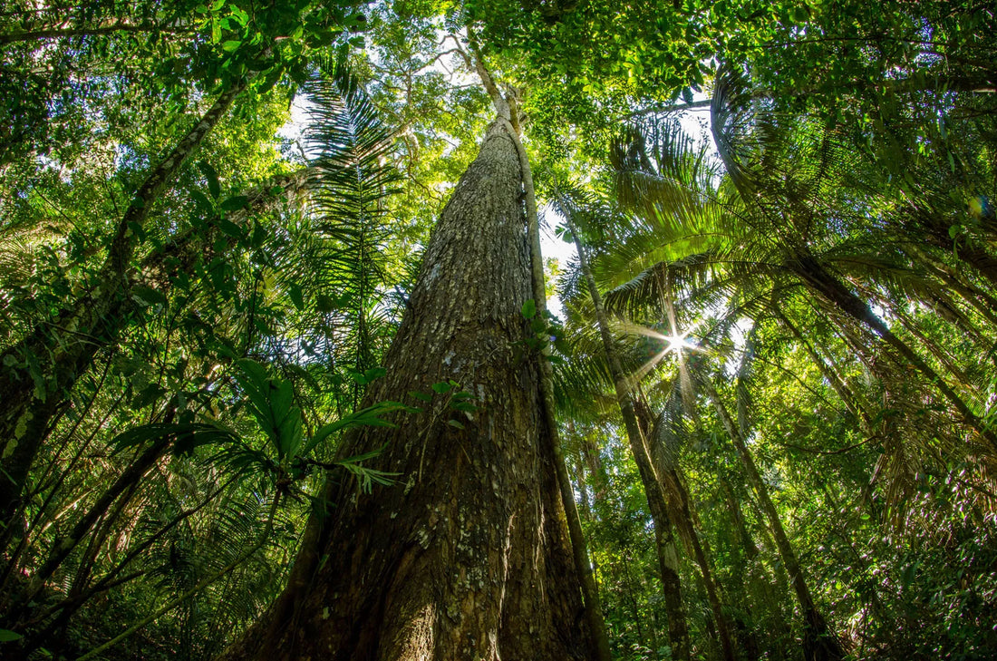 Indian Mahogany Tree: Regal Presence of Hardwood Majesty