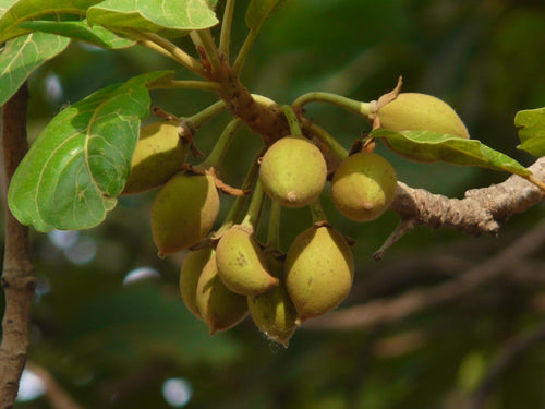 Mahua Tree