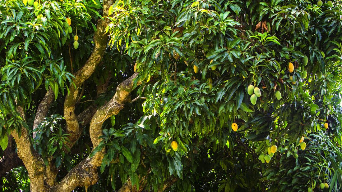 Mango Tree: A Verdant Legacy of Sweet Abundance