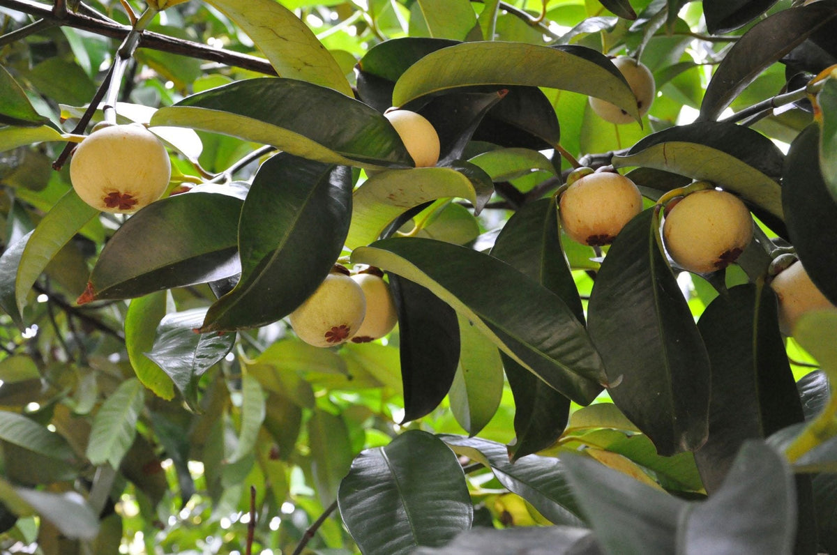 Mangosteen Tree Growing Guide: Queen of Fruits Cultivation Tips – Grow ...