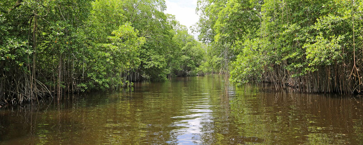 Mangrove forest lining a calm tidal waterway