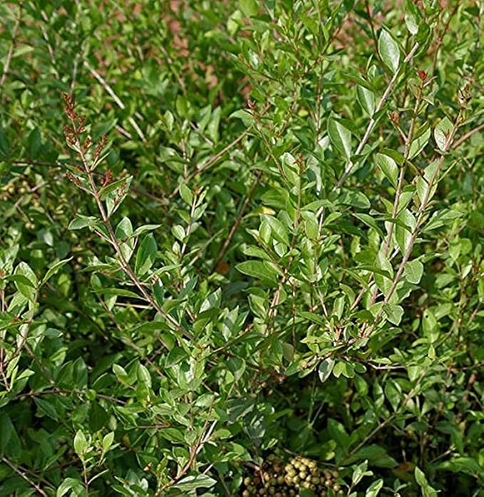 Mehandi Tree: The Magical Plant Behind Natural Beauty, Tradition, and ...