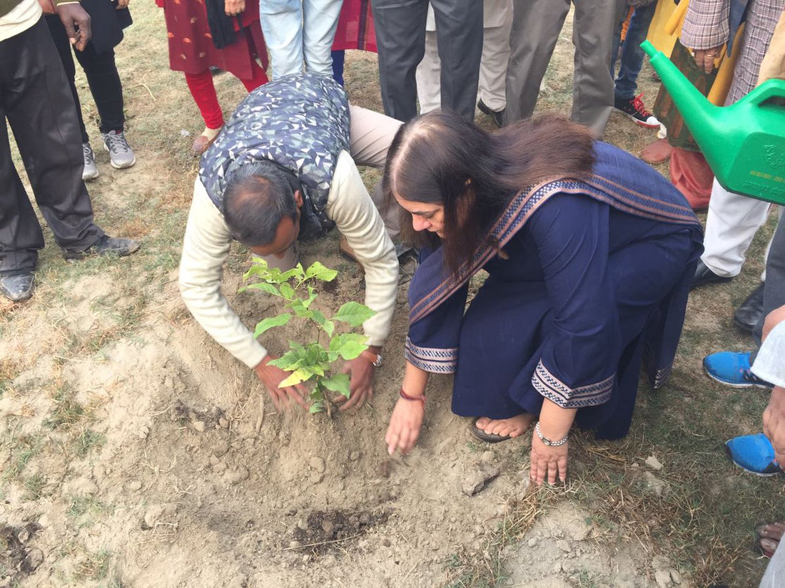 Maneka Gandhi Tree: A Powerful Symbol of Environmental Advocacy and Green Revolution Leadership