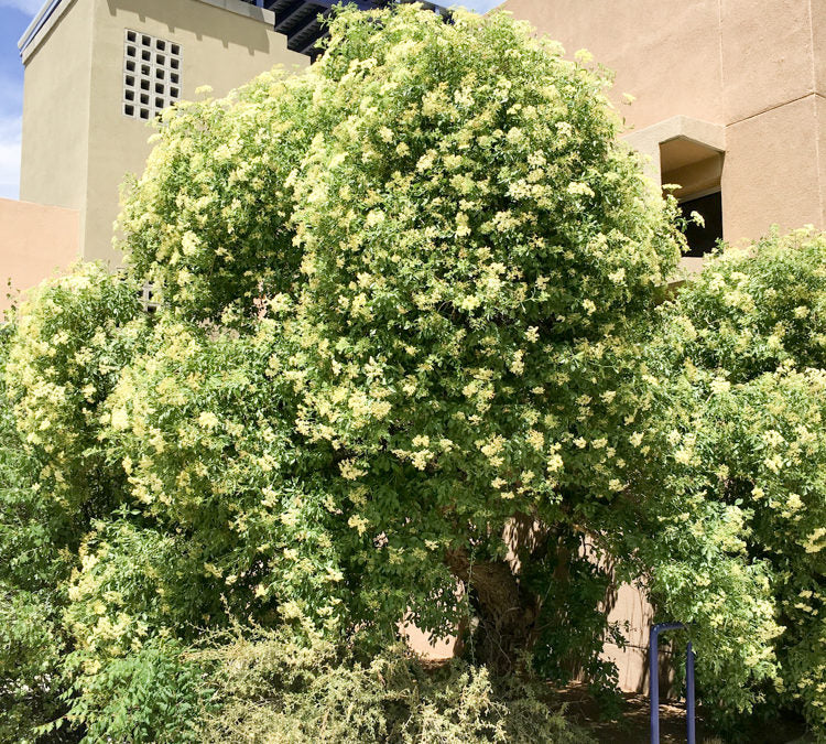 Elder Tree California