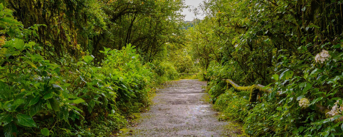 Path through a dense native Miyawaki-style forest