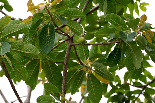 Mahua Tree Mahua (Madhuca Longifolia) · INaturalist