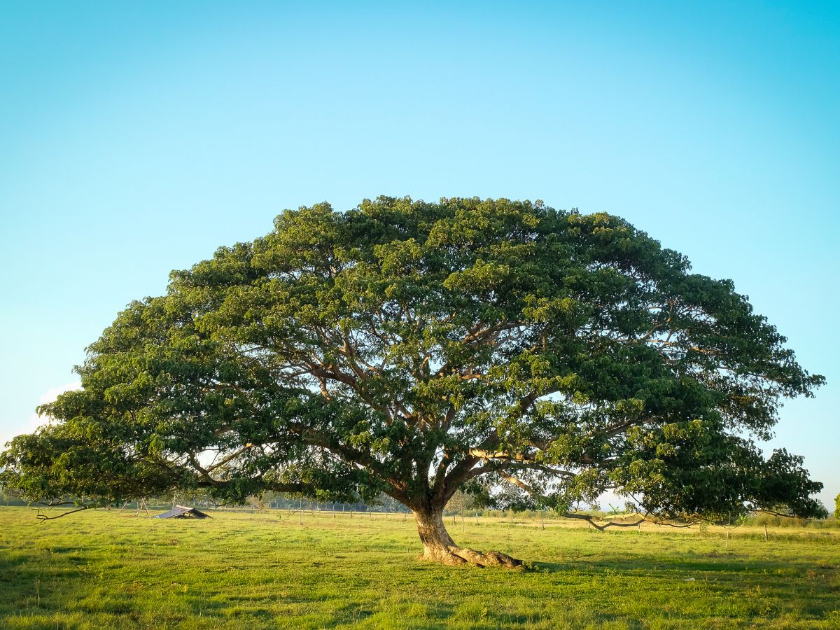 Why Is A Monkey Tree Called A Monkey Tree
