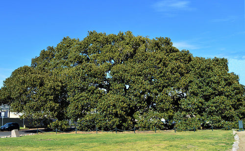 Moreton Bay Fig Tree