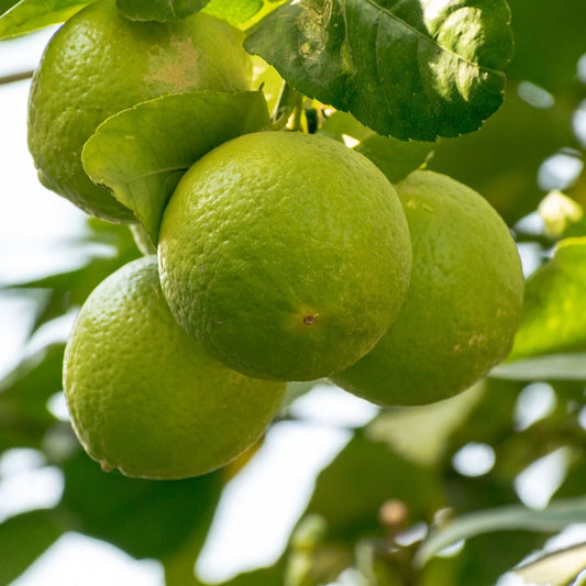 Mosambi Tree: Sweet Citrus, Refreshing Health Benefits, and Cultivation Tips