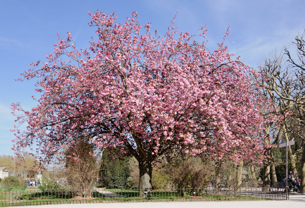 Mountain Cherry Tree: Discover the Enchanting Beauty and Benefits