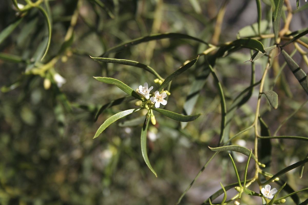 Muskwood Tree: Australia's Enigmatic Wonder for Reforestation – Grow ...