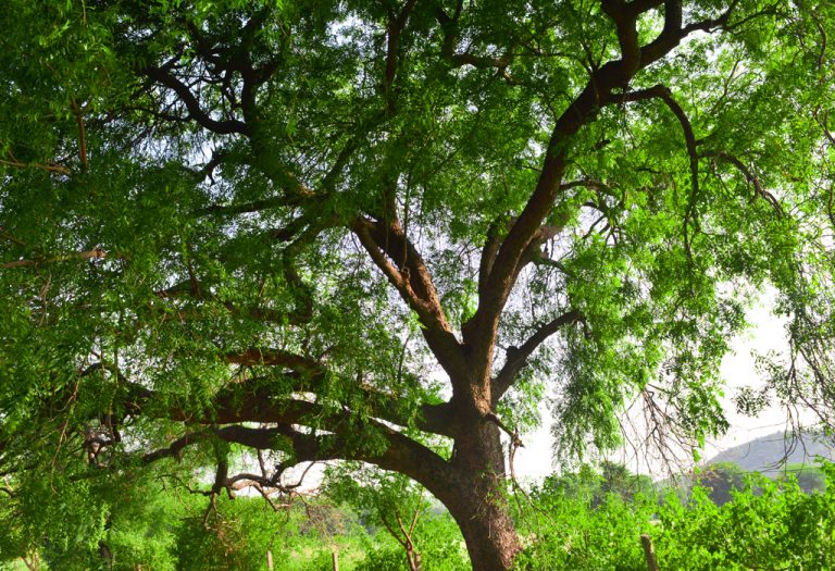 Which Indian Tree produces the most Oxygen?