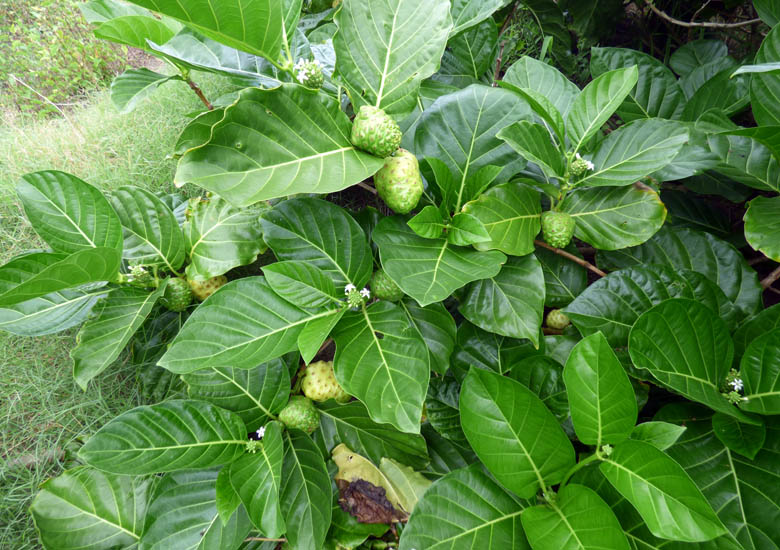 Noni Tree: Unlocking the Secrets of Nature's Superfruit for Ultimate H ...