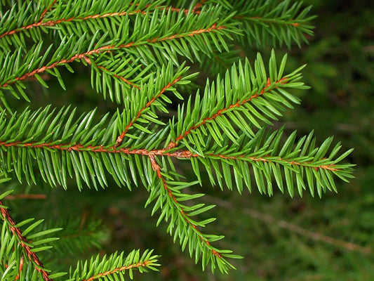 Norway Spruce Tree: The Ultimate Guide to Its Beauty, Benefits, and Care Tips!