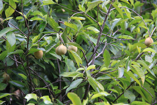 Zanzibar Nutmeg Tree: Unveiling the Secrets of This Enigmatic Spice and Its Culinary Wonders