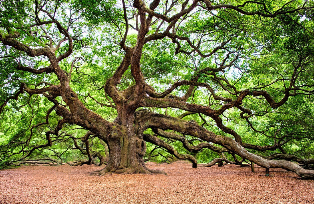 Oak Tree: Majestic Pillar of Temperate Forests