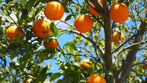 Orange Tree