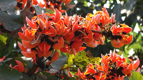 Palash Tree