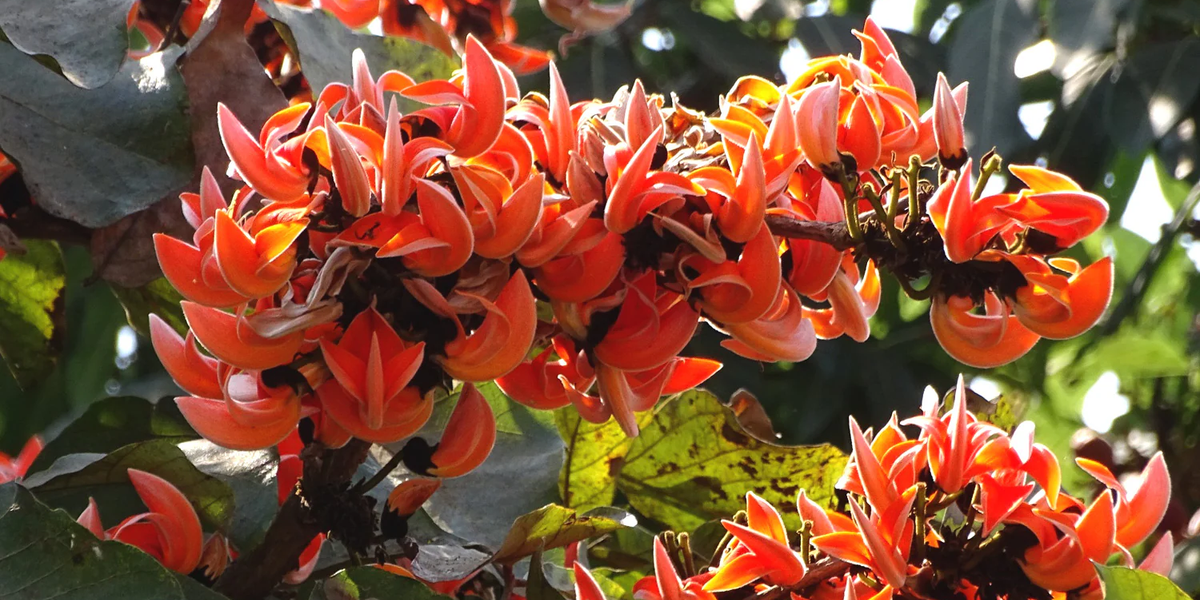 Palash Tree: Sacred Flame, Culture & Ecology 2026 — Grow Billion Trees